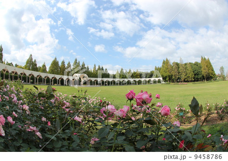 公園のバラ 9458786