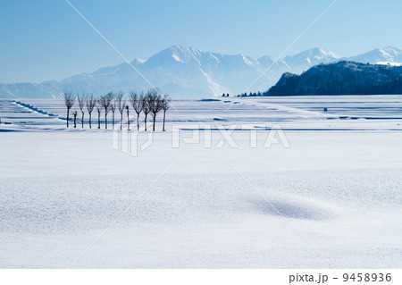 新潟県小千谷市　田んぼに立つハサ木と越後三山の雪景色 9458936