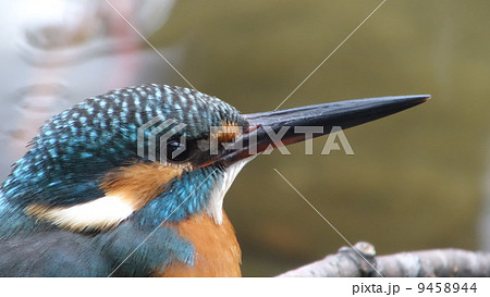 カワセミ カワセミ 9458944