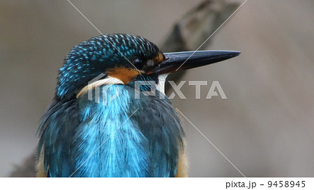 カワセミ 9458945