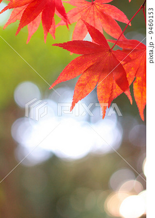 紅葉と淡い光の秋イメージ 紅葉と淡い光の秋イメージ 9460153