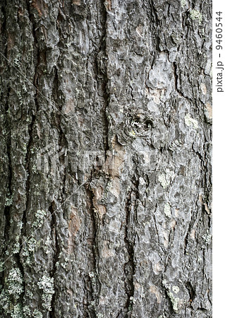 Texture of tree bark 9460544