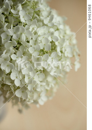 紫陽花（アナベル）　 9461068