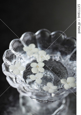 紫陽花（アナベル）　 9461135