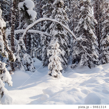 Winter wood Winter wood 9461314