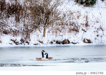 Canadian geese Canadian geese 9461740