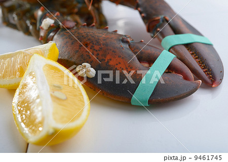 Lobster Lobster 9461745