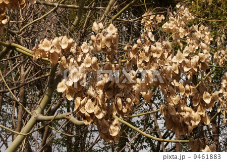 冬枯れのアオギリ 9461883