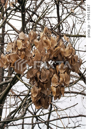 冬枯れのアオギリ 冬枯れのアオギリ 9461887