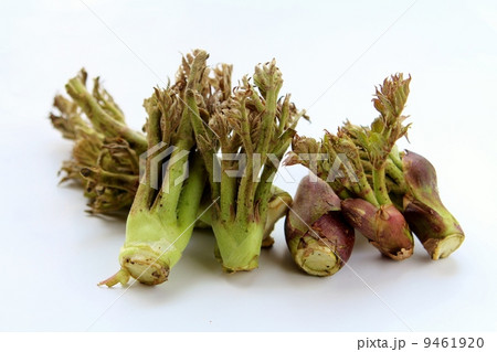 タラの芽 9461920