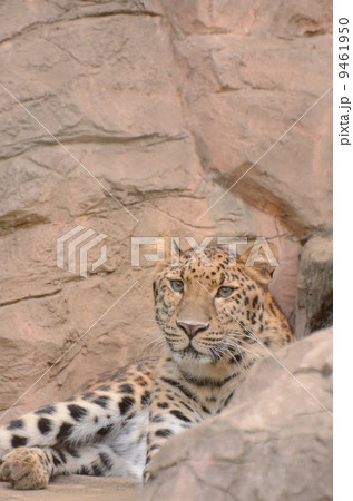 アムールヒョウ アムールヒョウ 9461950