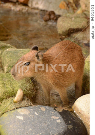 カピバラ 9461951