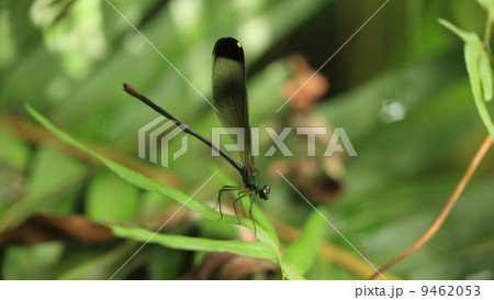 生き物 昆虫 クロイワカワトンボ(♀) 生き物 昆虫 クロイワカワトンボ(♀) 9462053
