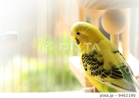 セキセイインコ 9462190