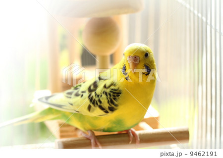 セキセイインコ 9462191