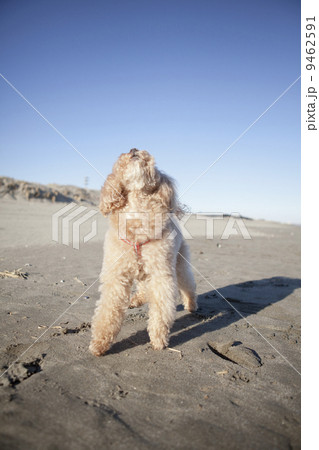 プードル 9462591