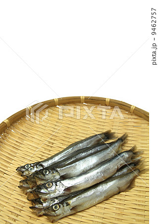 ししゃも 9462757