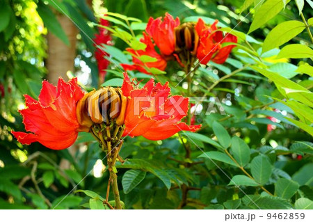 カエンボクの花 9462859