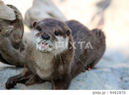 コツメカワウソ コツメカワウソ 9462870