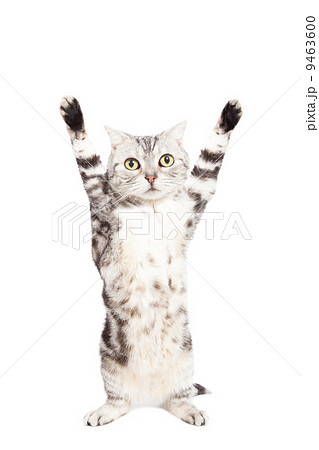 cat are standing and rising hand on the white background 9463600