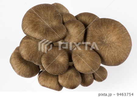 ヒラタケ 9463754