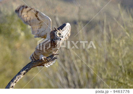 Great Horned Owl 9463776