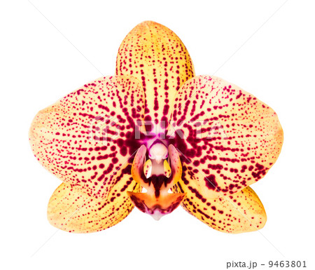 Close-up of beautiful yellow Orchid flower on white background Close-up of beautiful yellow Orchid flower on white background 9463801