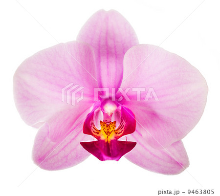 Close-up of beautiful pink Orchid flower on white background Close-up of beautiful pink Orchid flower on white background 9463805