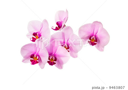 Pink streaked orchid flower isolated on the white 9463807