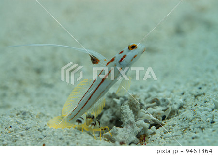 ヤシャハゼ 9463864