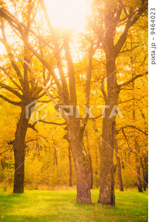 Dawn in old summer forest 9464023