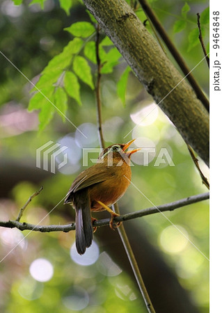 ガビチョウ ガビチョウ 9464848