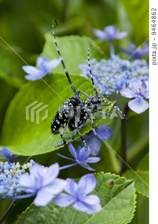 カミキリムシ 9464862