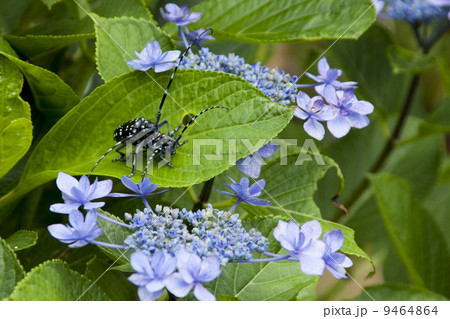 カミキリムシ カミキリムシ 9464864