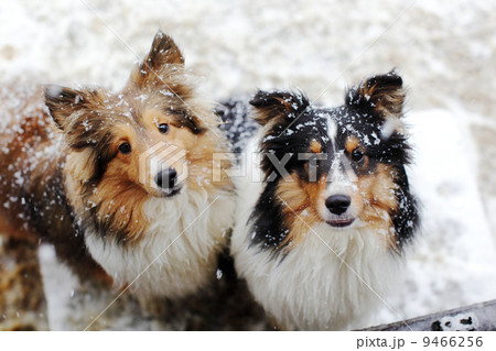 犬と雪 犬と雪 9466256