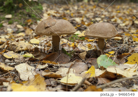Birch mushroomin forest Birch mushroomin forest 9466549