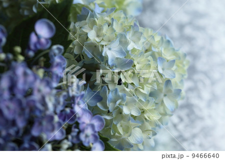 紫陽花 9466640