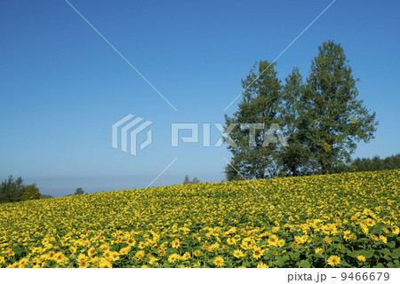 三本の木とひまわり 9466679