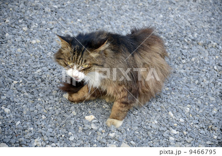 道端の猫 9466795