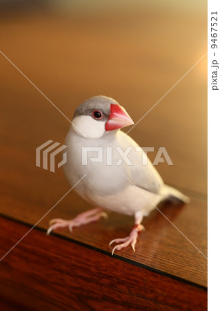 メスの文鳥 メスの文鳥 9467521