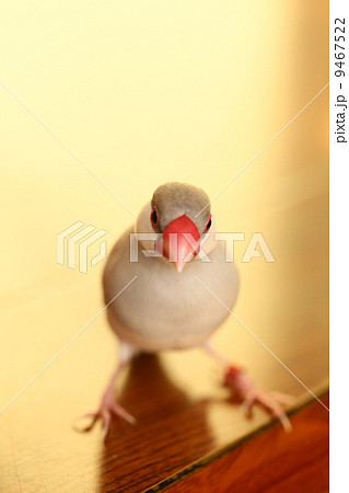 文鳥 9467522