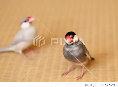 文鳥の夫婦 9467524