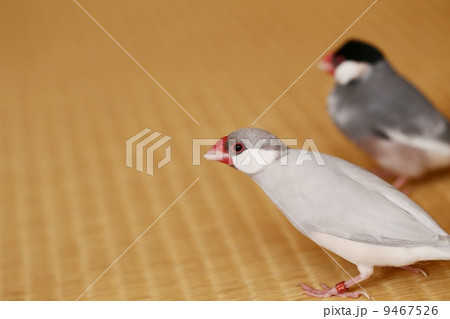 文鳥カップル 9467526