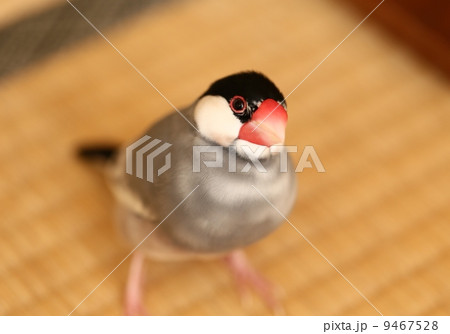 オスの文鳥 9467528