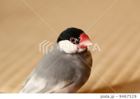 桜文鳥の写真素材 [9467529] - PIXTA