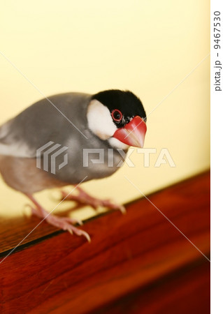 文鳥ひとり 文鳥ひとり 9467530