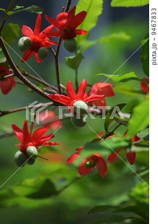 ミッキーマウスの木 本名はオクナと申します の写真素材