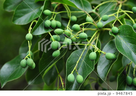 ヒトツバタゴ果実 9467845