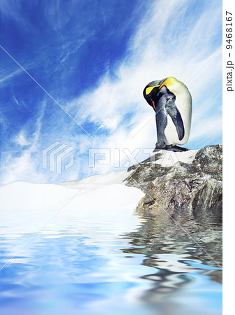 Picture of a penguin 9468167