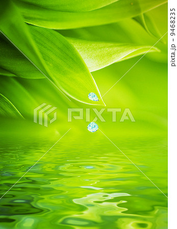 Water drops falling from a leaf of grass Water drops falling from a leaf of grass 9468235